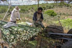 ARTE POPULAR - SISAL